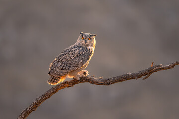 owl sitting on a branch
