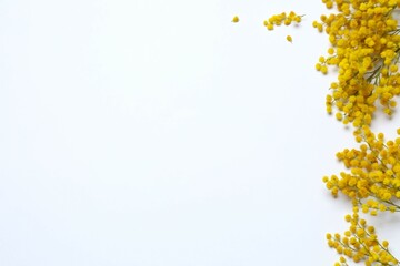 Beautiful composition with spring mimosa branches on a white background