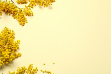 Beautiful composition with spring mimosa branches on a colored background