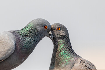 Pigeons