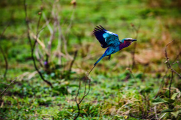 lilac breasted roller