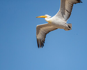 Great Pelican