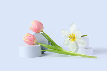 Decorative podiums with beautiful tulip flowers on grey background