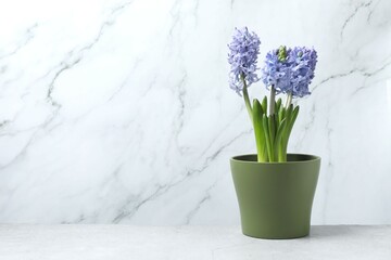 Beautiful hyacinth in a pot on the table