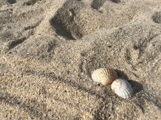 Small seashells beach. sea sand seashells