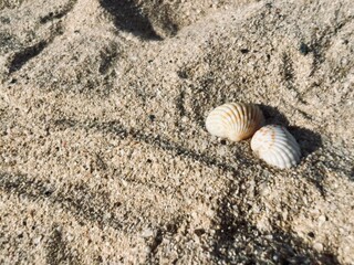 Small seashells beach. sea sand seashells