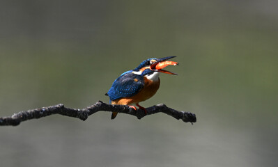 kingfisher on branch