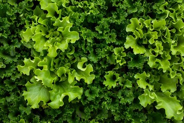 Obraz premium Fresh Green Lettuce Leaves in Lush Vegetative Background