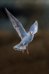 seagull flying in the sky