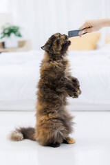 Closeup studio shot of tortoiseshell cute little fluffy hair breeds green eyes kitten pussycat companion standing relaxing eating cat jelly treat while human owner feeding on floor in living room.