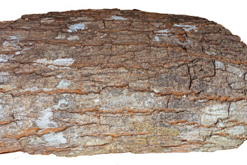 Close-Up of Aged Rough Tree Bark Texture, Weathered Natural Wood Surface Background Full Frame