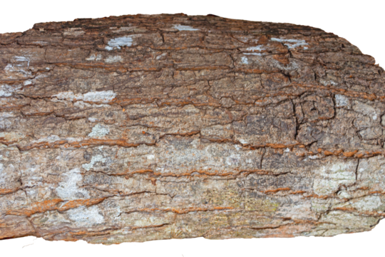 Close-Up of Aged Rough Tree Bark Texture, Weathered Natural Wood Surface Background Full Frame
