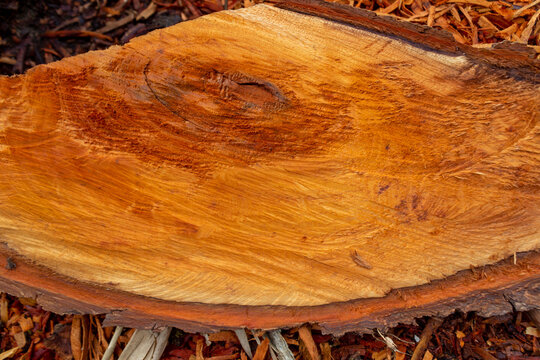 Freshly Sawn Wood Surface Texture with Natural Grain Pattern, Perfect for Text Overlay and Background Design