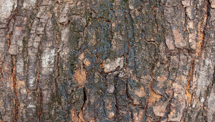 Obraz premium Close-Up of Aged Rough Tree Bark Texture, Weathered Natural Wood Surface Background Full Frame