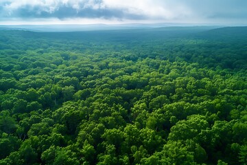 Obraz premium Lush Green Forest Landscape with Rolling Hills and Misty Sky Views