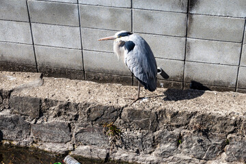 日本の岡山県岡山市の住宅街の中で見たアオサギ