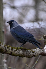 DSC_0457.JPG