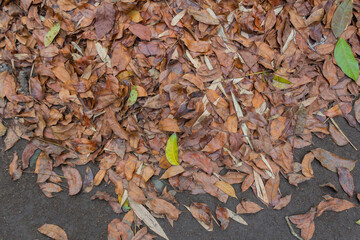 Pile of Wet Dry Leaves on Rural Ground After Rain, Natural Rustic Autumn Background