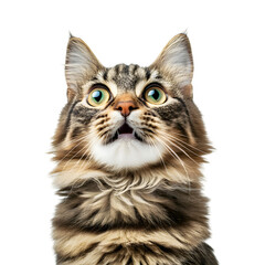 Curious Maine Cat Making Surprised Facial Expression on Plain White Background