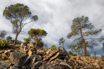 Granite rocks and coniferus at Muniana Cliff