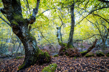Naklejka premium Abedular de Somosierra