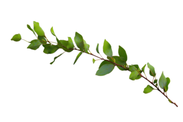 Eucalypt branch showcasing lush green foliage, cut out
