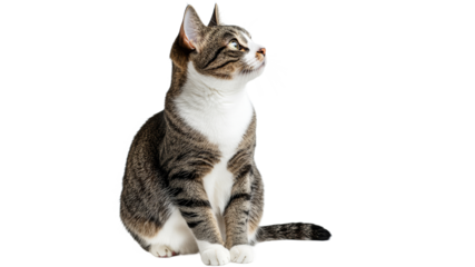 Stray tabby cat looking curiously to the side