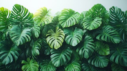 Fototapeta premium Lush Monstera Wall Decor Background