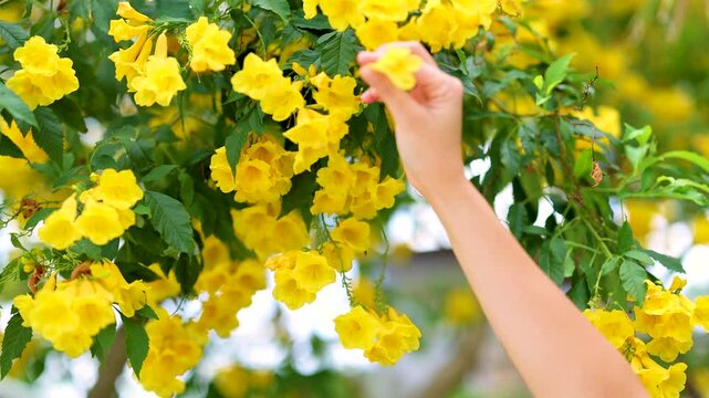 Hand Picking Yellow Tecoma Flowers