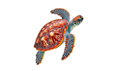 Sea turtle swimming in clear waters