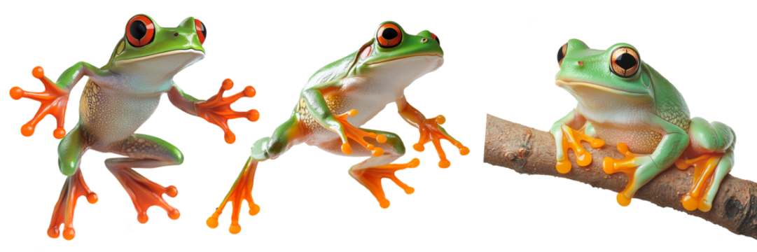 Set of red-eyed tree frogs isolated on a transparent background. Three vibrant amphibians in different poses, one leaping, one mid-air, and one perched on a branch.