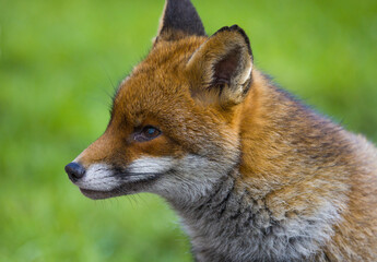 A stunning closeup view of a Fox showcasing its beauty