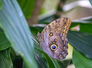 A close-up of an owl butterfly's wing shows intricate patterns, including eye-like spots, against a blurred green background of foliage.