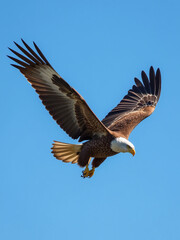 Fototapeta premium The Golden Eagles Soared Majestically Through The Clear Blue Sky, Their Wings Spread Wide In Effortless Display Of Aerial Mastery. 00002