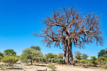 Baobab tree in Bwabwata national park, Namibia