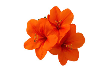 Vibrant orange flowers floating in the air, cut out