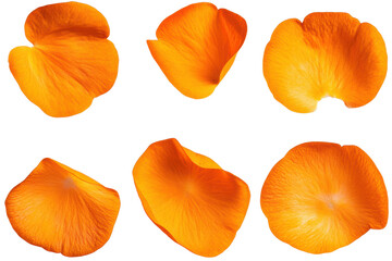 Delightful flying orange flower petals in motion, cut out