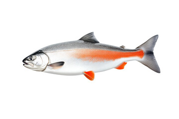 Obraz premium Flying piece of salmon during food preparation, cut out