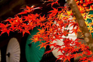 Traditioneller japanischer Garten in Herbst, Japan  