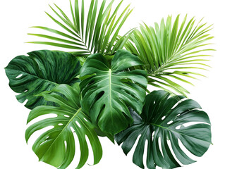 Lush green tropical leaves with varying textures and shapes against a transparent background.  Ideal for design projects