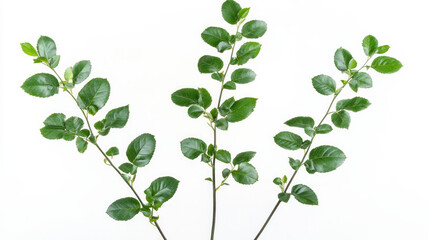 Obraz premium Three green leaves are on a white background