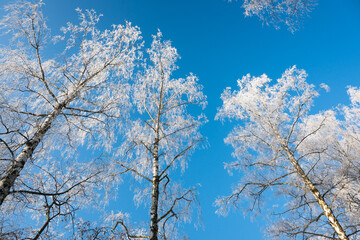 Winter landscape, trees covered with snow and frost. Sunny weather in winter, walk in the forest.
