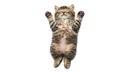 Cute kitten sleeping with paws up in the air