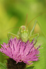 Close-up of a great green bush-cricket, Tettigonia viridissima, perched on a purple knapweed flower