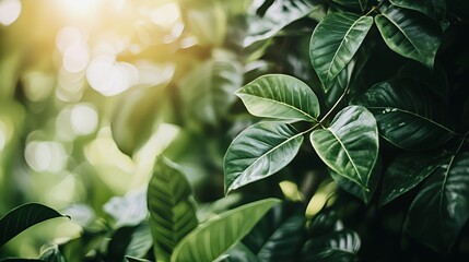 Obraz premium Lush Green Leaves in Sunlight