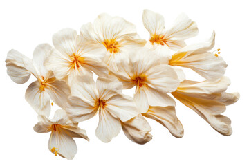 Fototapeta premium Beautiful white flowers in flight pattern display, cut out