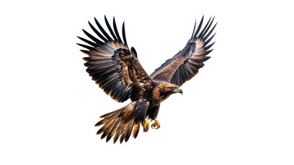 Obraz premium Majestic eagle soaring in clear sky