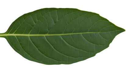 Obraz premium Fresh basil leaf on white background, cut out