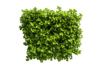 Obraz premium Fresh green lettuce ready for culinary use, cut out