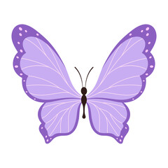 butterfly isolated, flat style